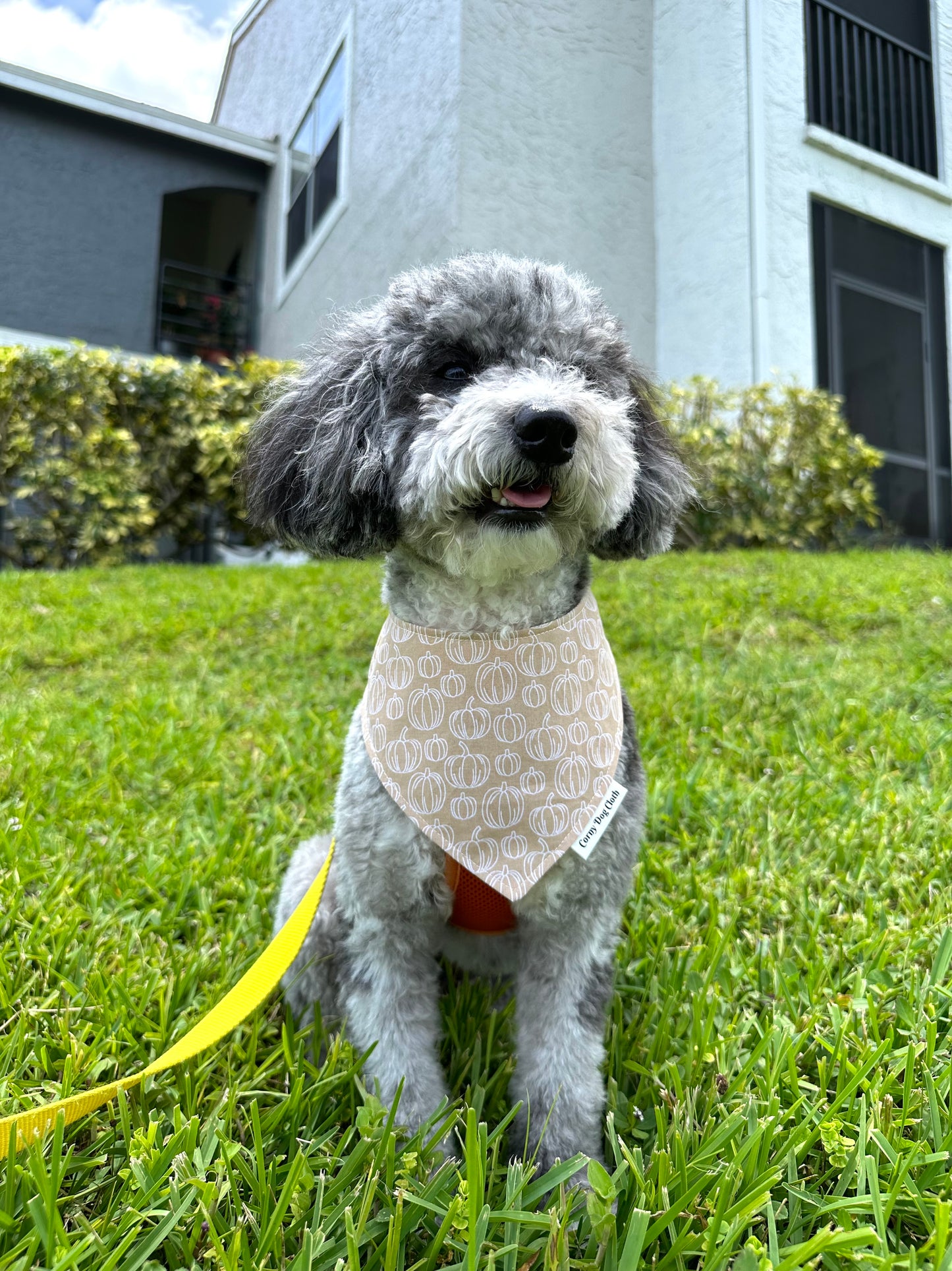 Paw-kin Spice Custom Bandana