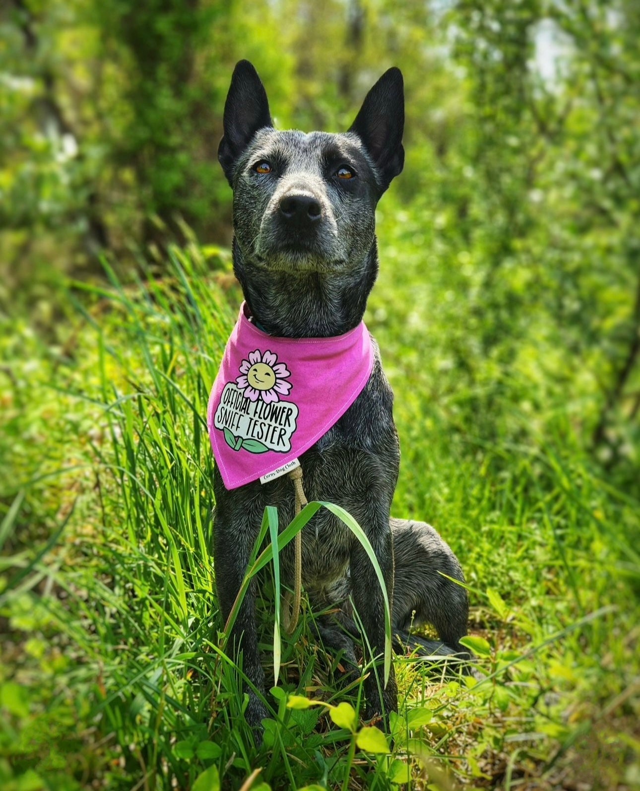 Pup Pocket Personalized Maroon Pink Bandana