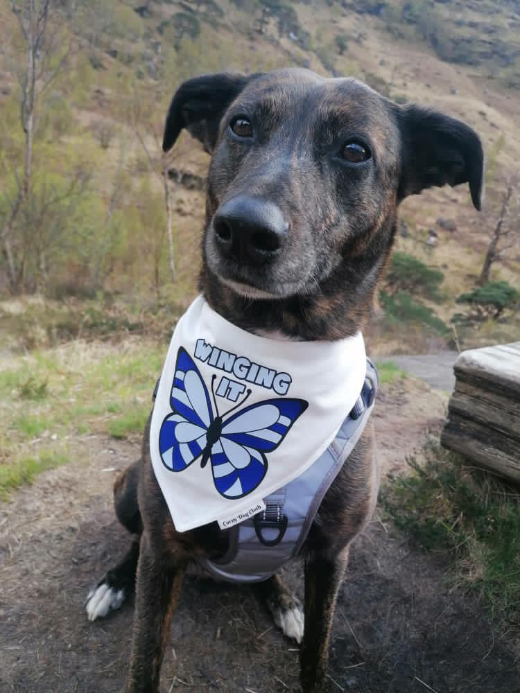 Winging It White Bandana