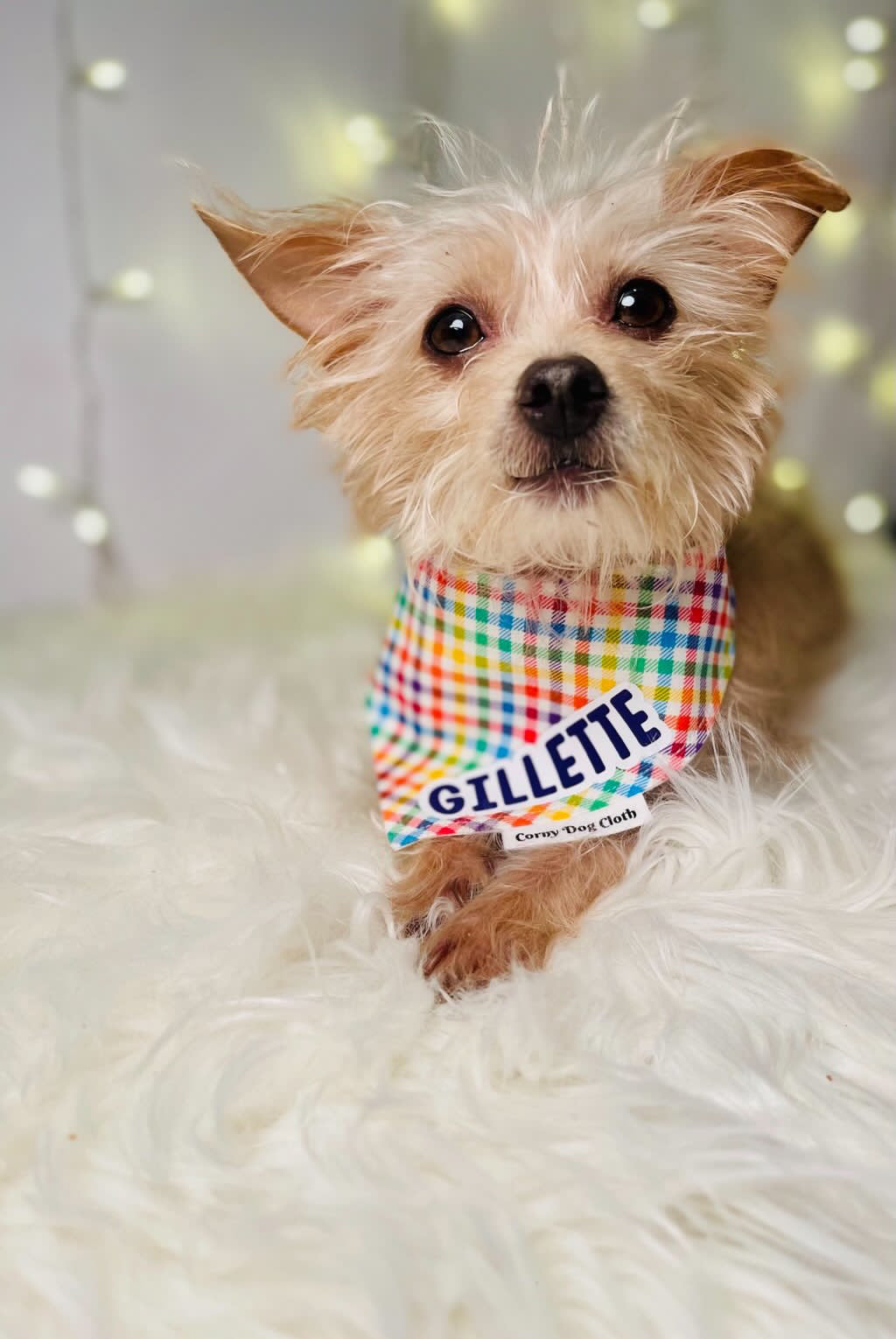 Rainbow Ruff Custom Bandana