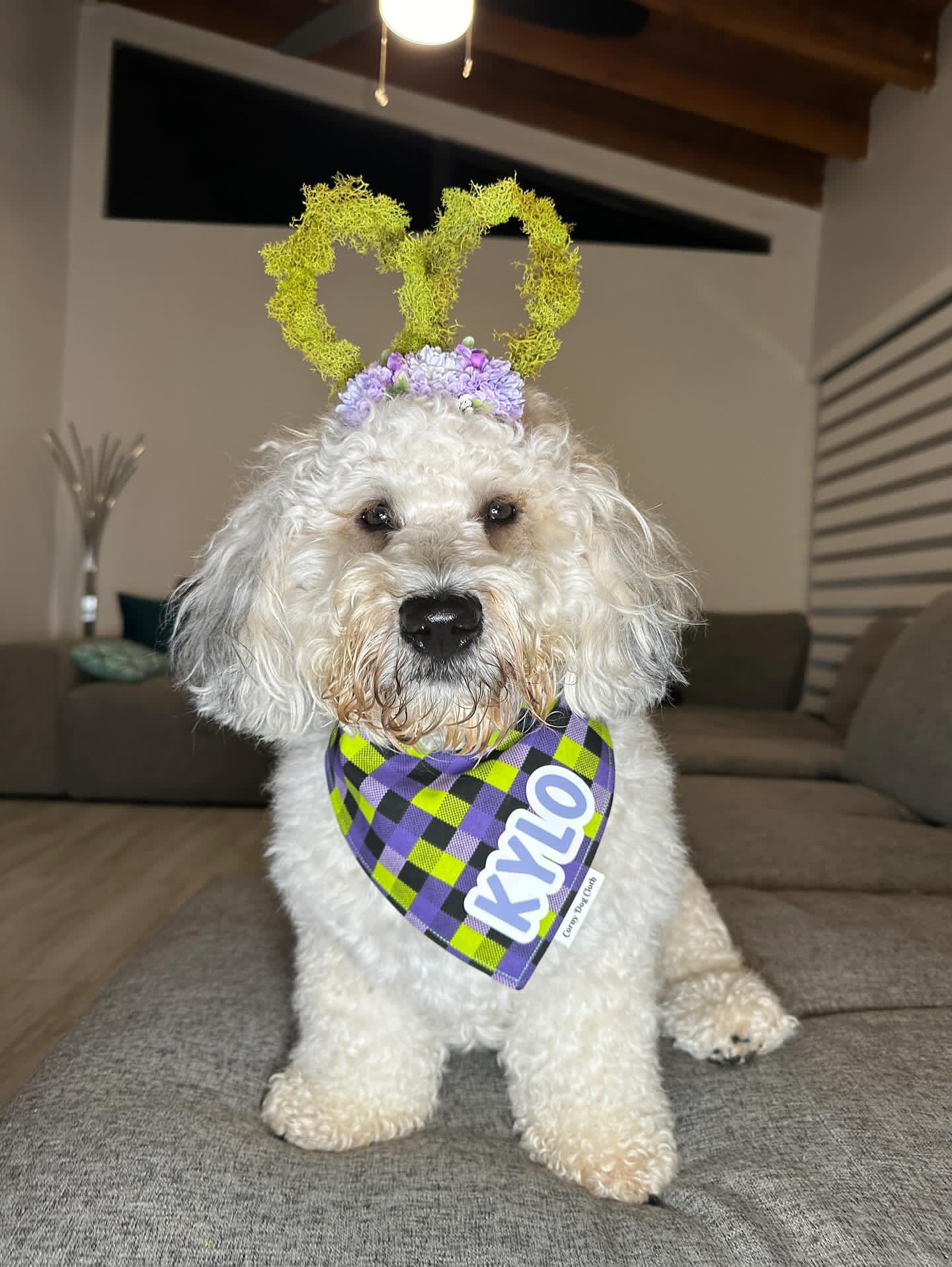 Checkered Pup Purple Custom Bandana