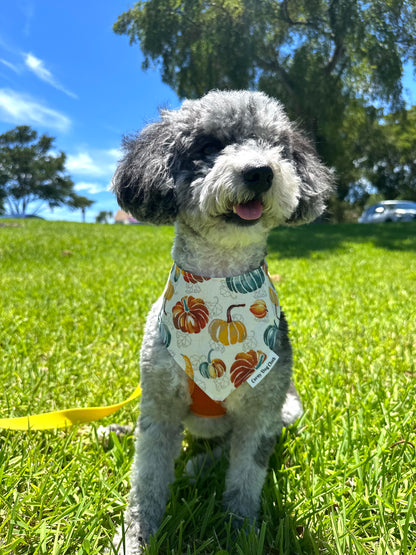 Rockin' the Pumpkin Patch Custom Bandana