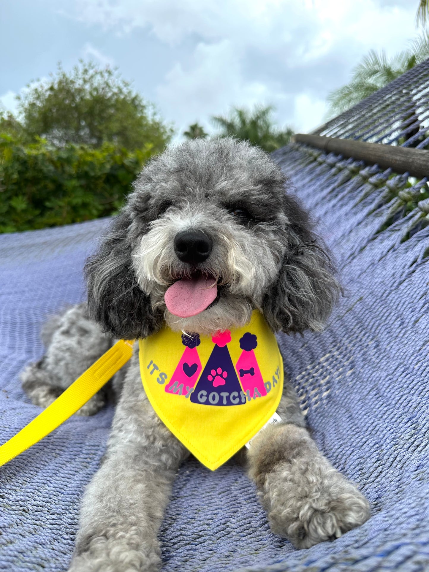 It's my Gotcha Day Yellow Bandana