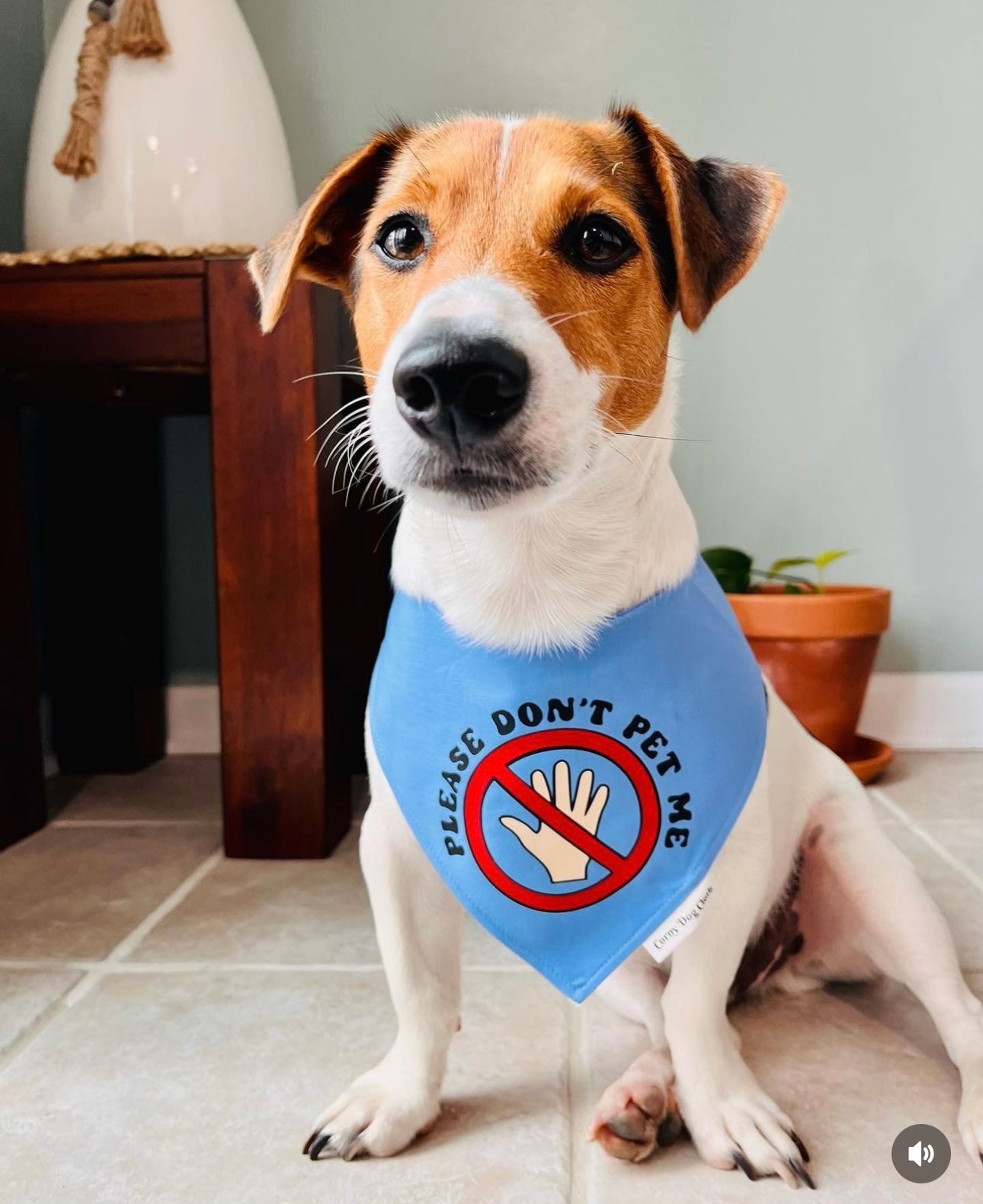 Please Don't Pet Me Baby Blue Bandana