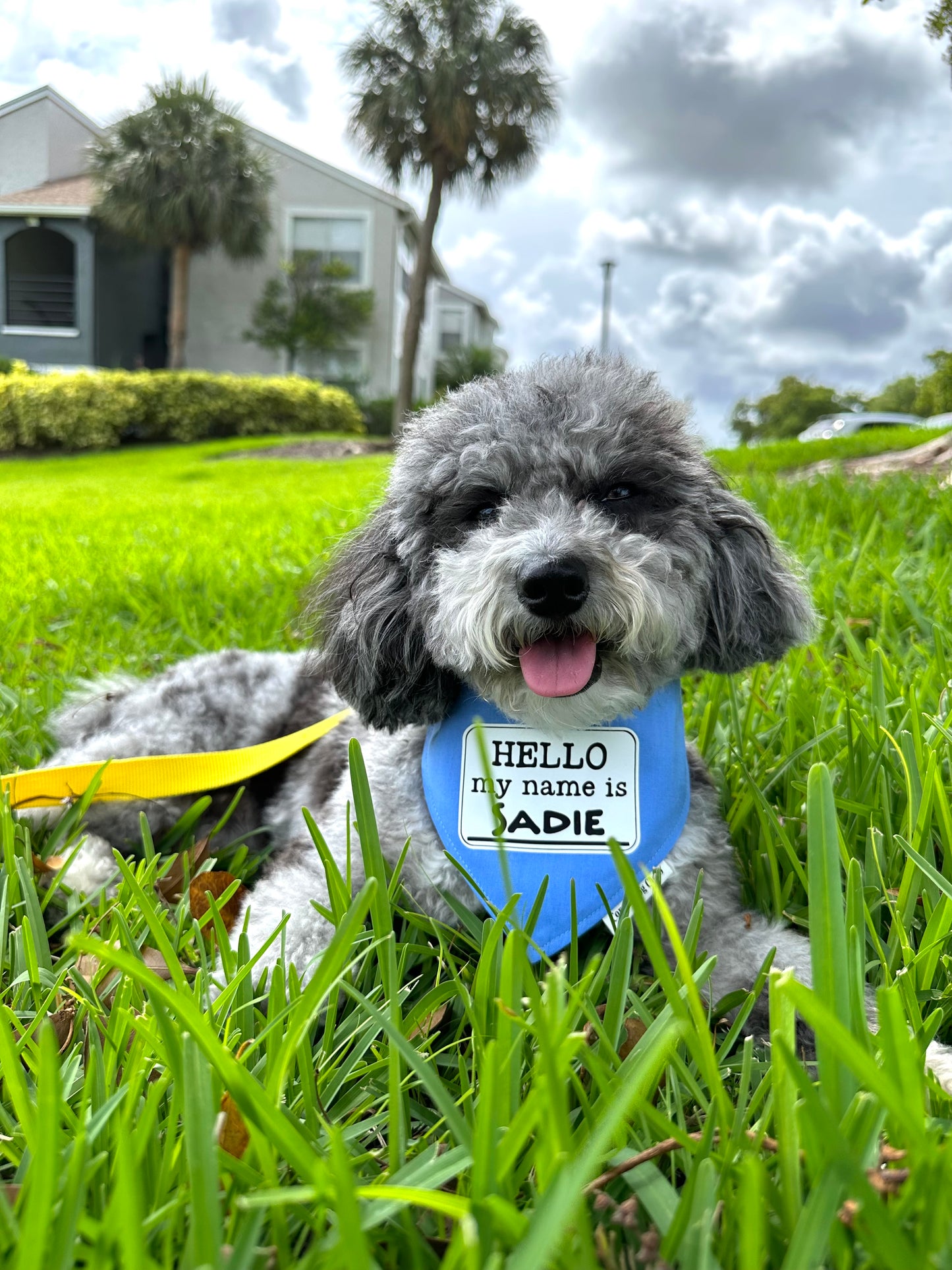 Hello My Name is Personalized Baby Blue Bandana