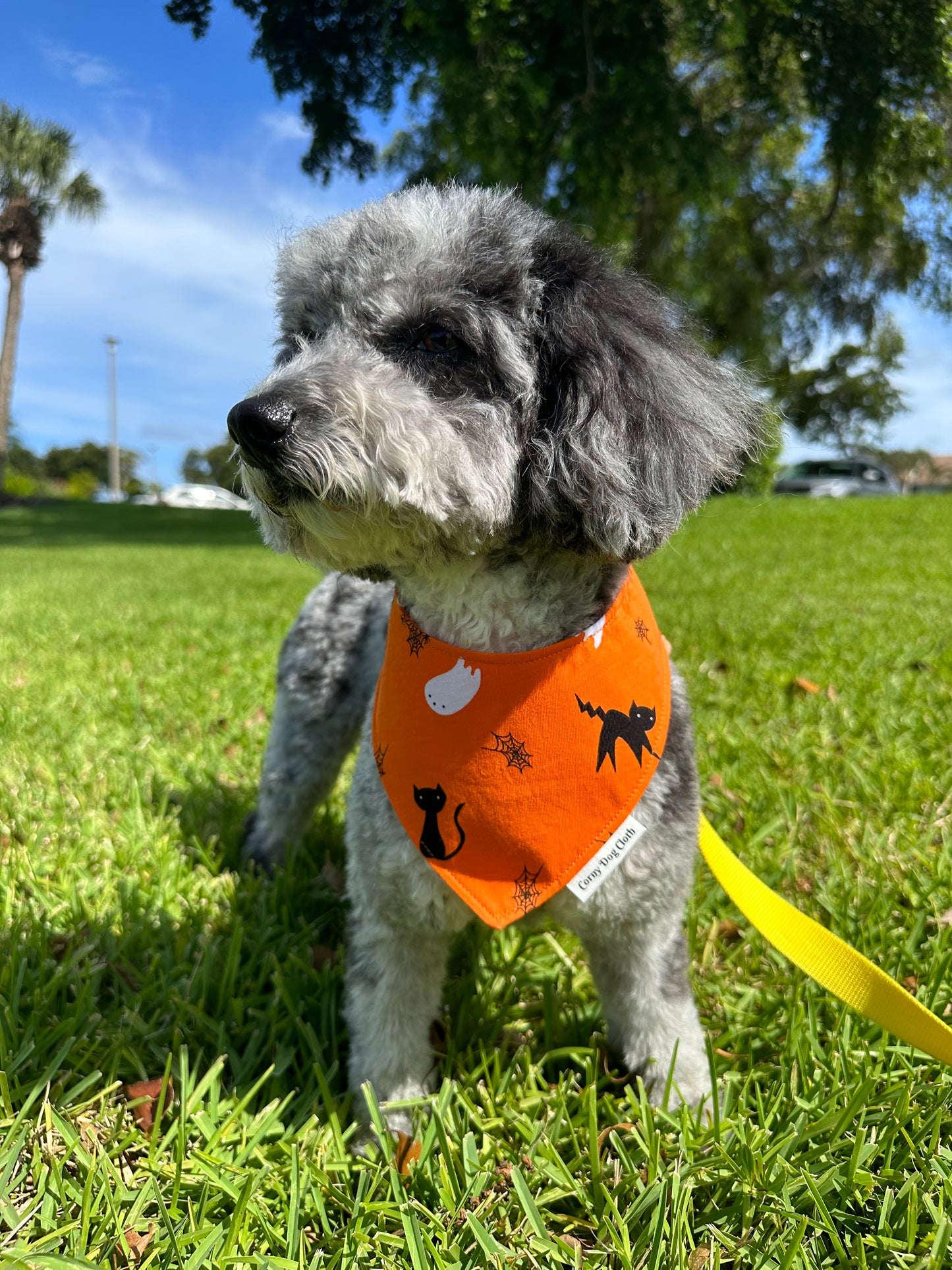 Orange you scared? Custom Bandana